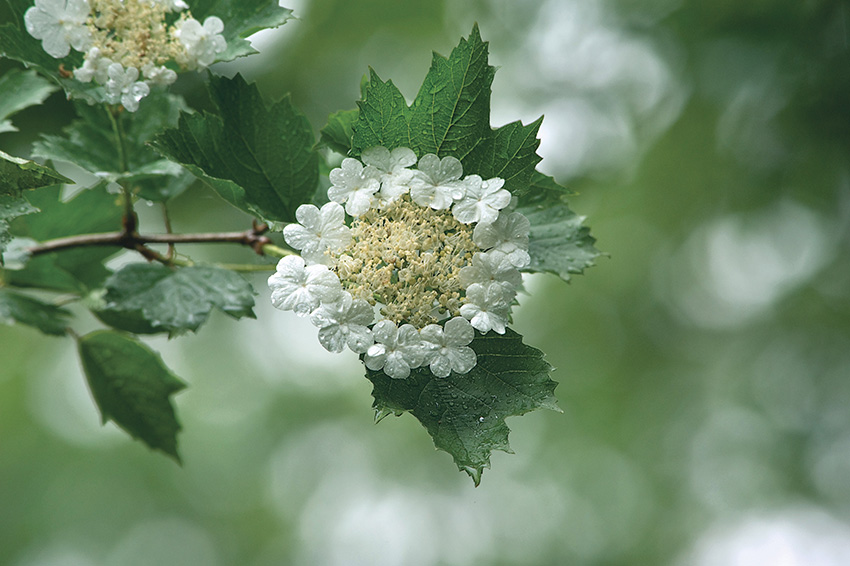 photo "Snowball tree" tags: nature, flowers