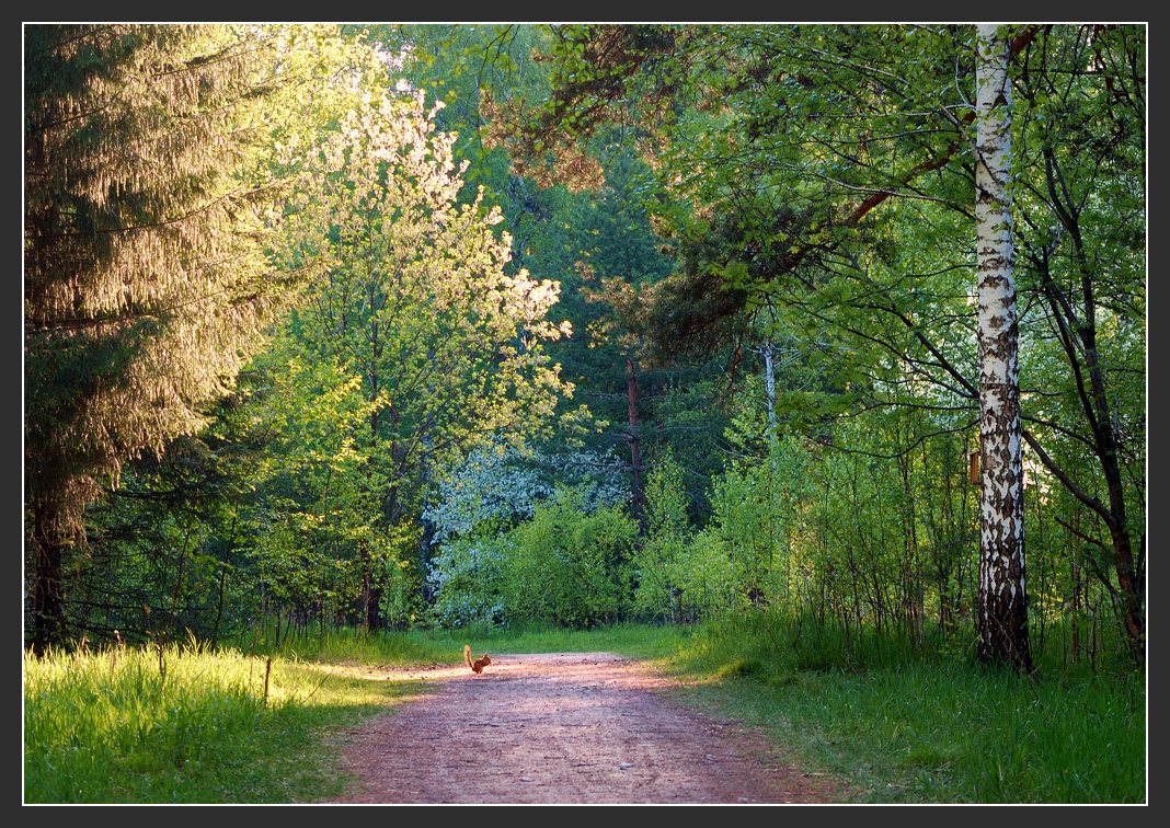 photo "Mystic forest" tags: landscape, forest