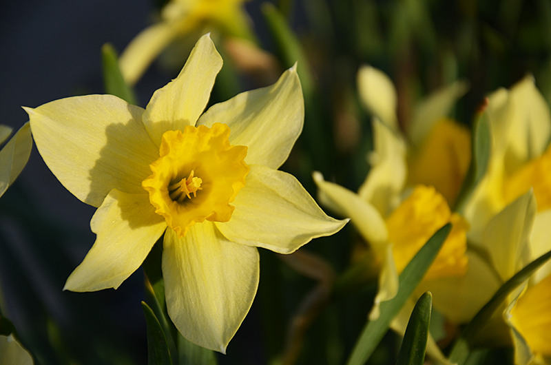 photo "***" tags: nature, flowers