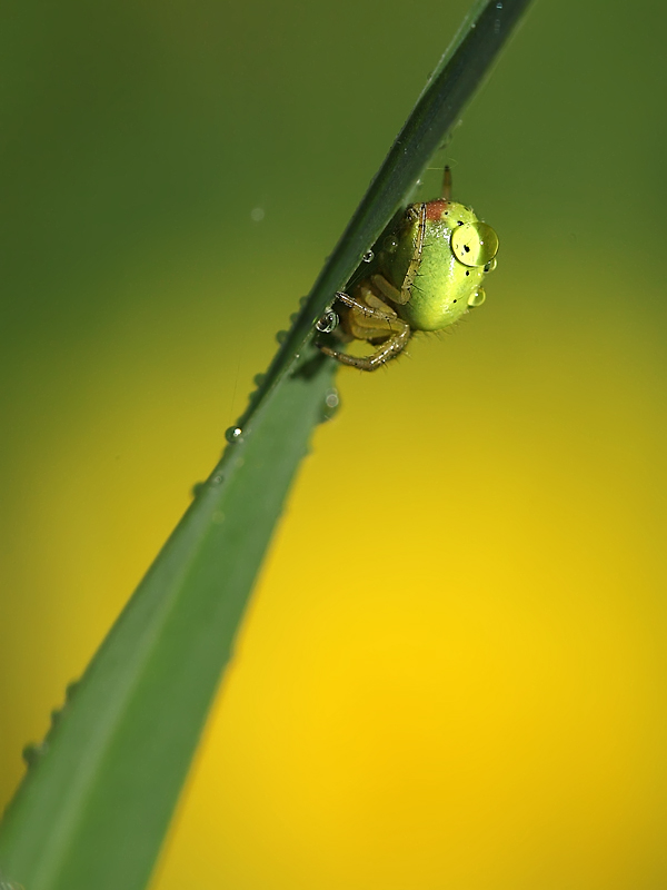 photo "***" tags: nature, insect