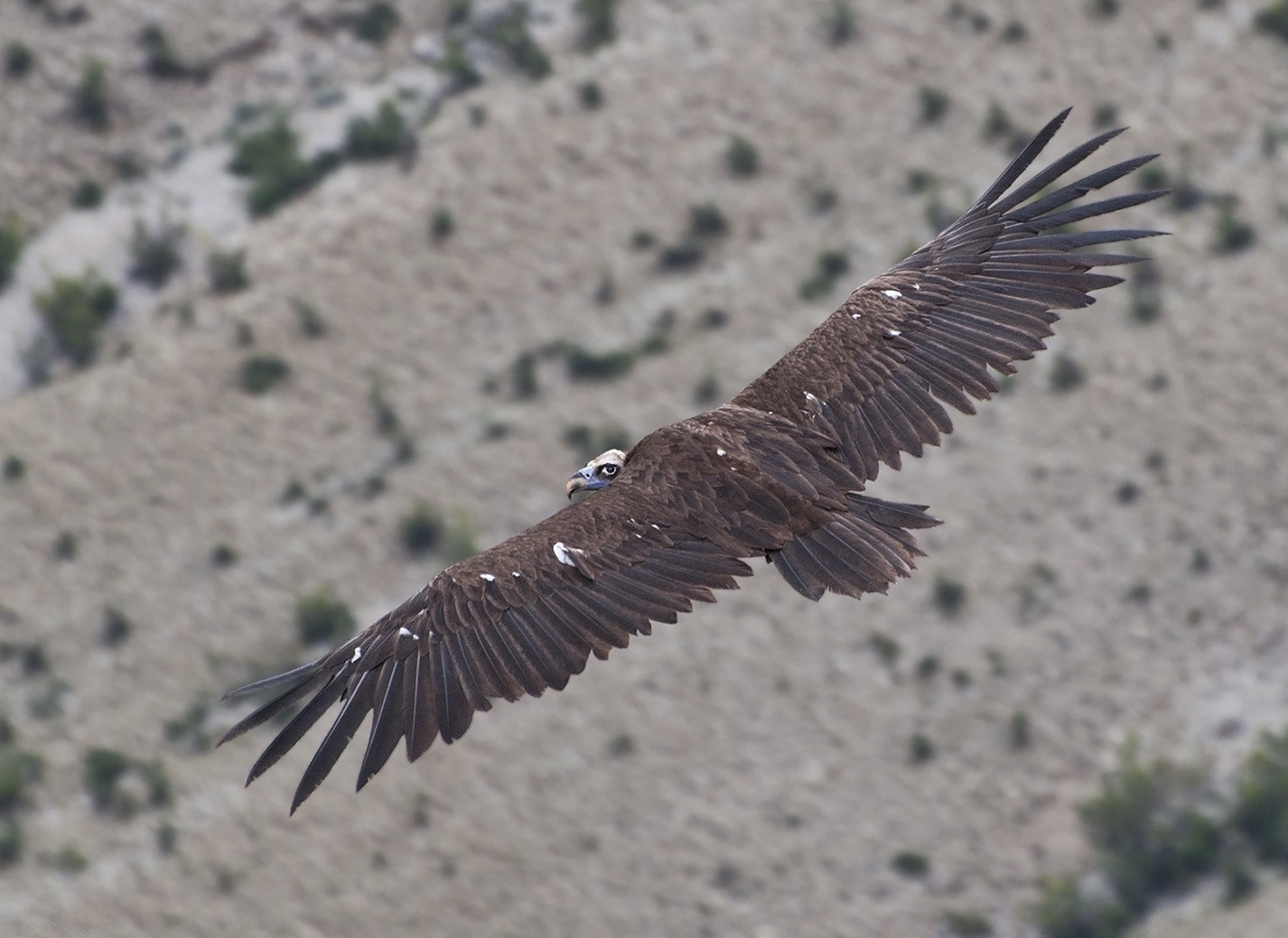 photo "Aegypius monachus" tags: nature, wild animals