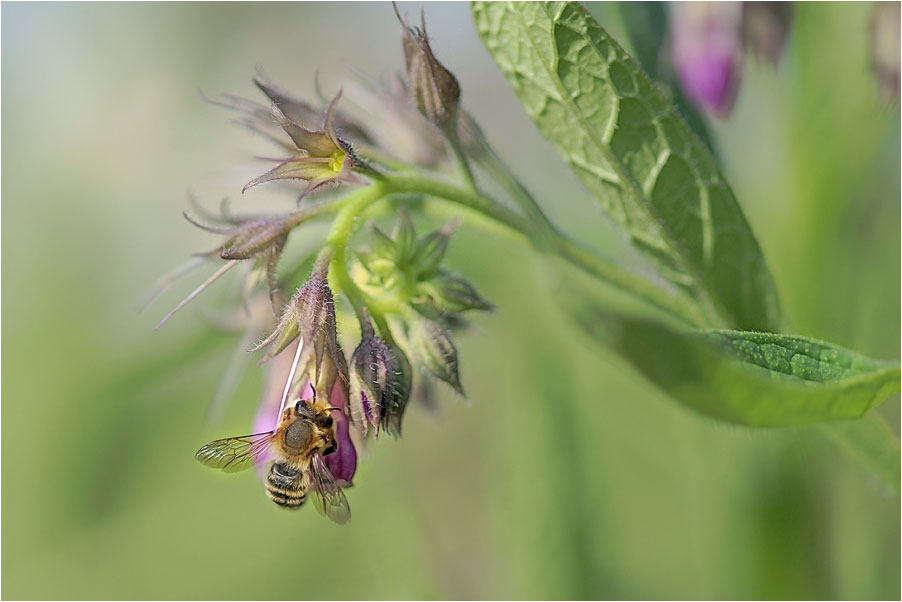 photo "***" tags: nature, flowers, insect