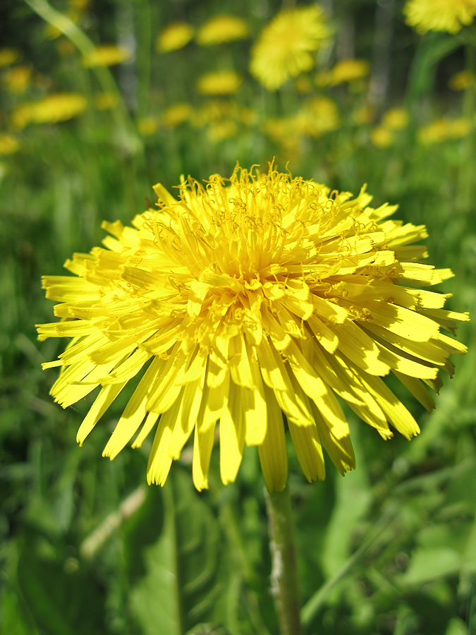 photo "***" tags: nature, flowers