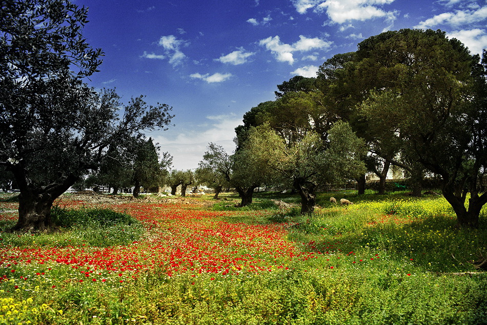 photo "***" tags: landscape, spring