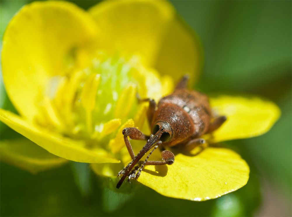 photo "макро, жук, долгоносик, цветок" tags: nature, macro and close-up, insect