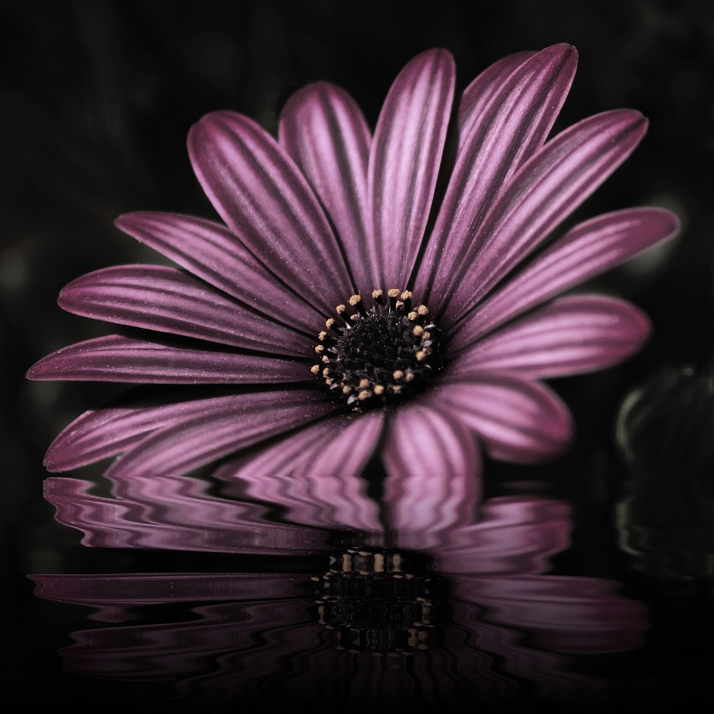 photo "réflexion" tags: nature, still life, flowers