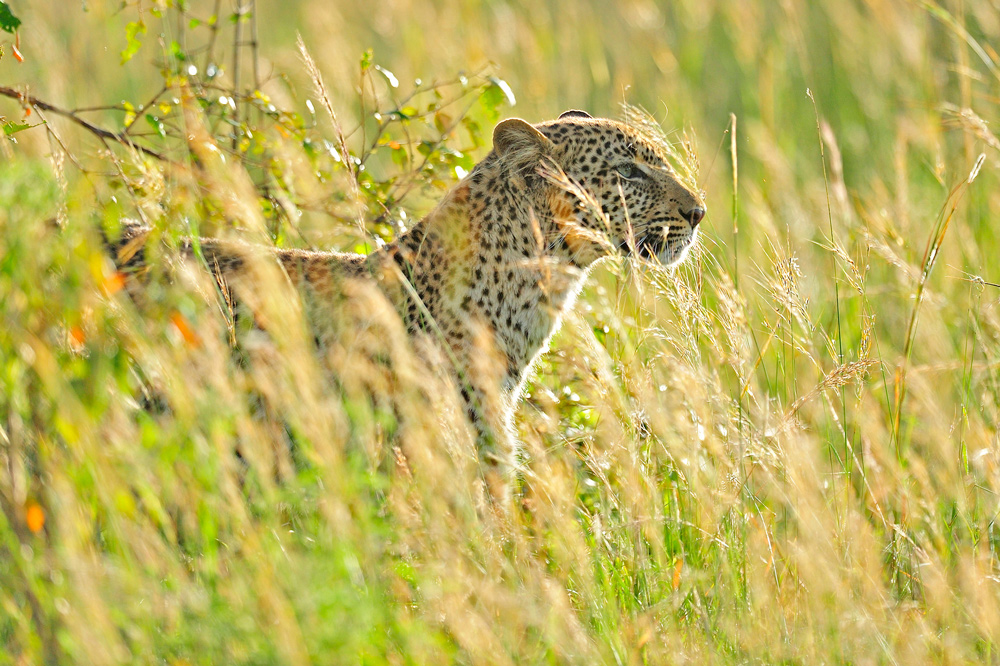 фото "Morning hunter" метки: природа, дикие животные