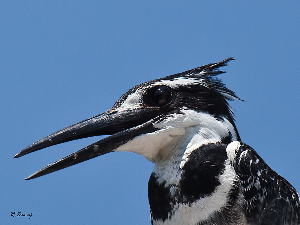 photo "King fisher" tags: travel, nature, Africa, wild animals