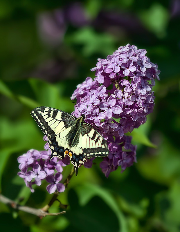 photo "***" tags: nature, flowers, insect