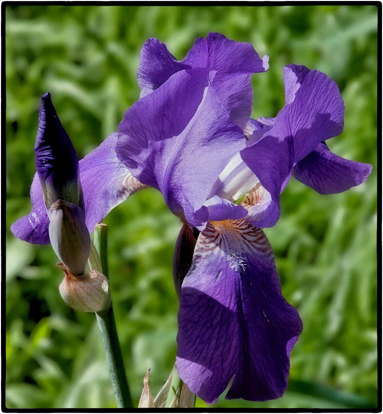 photo "Iris" tags: nature, flowers