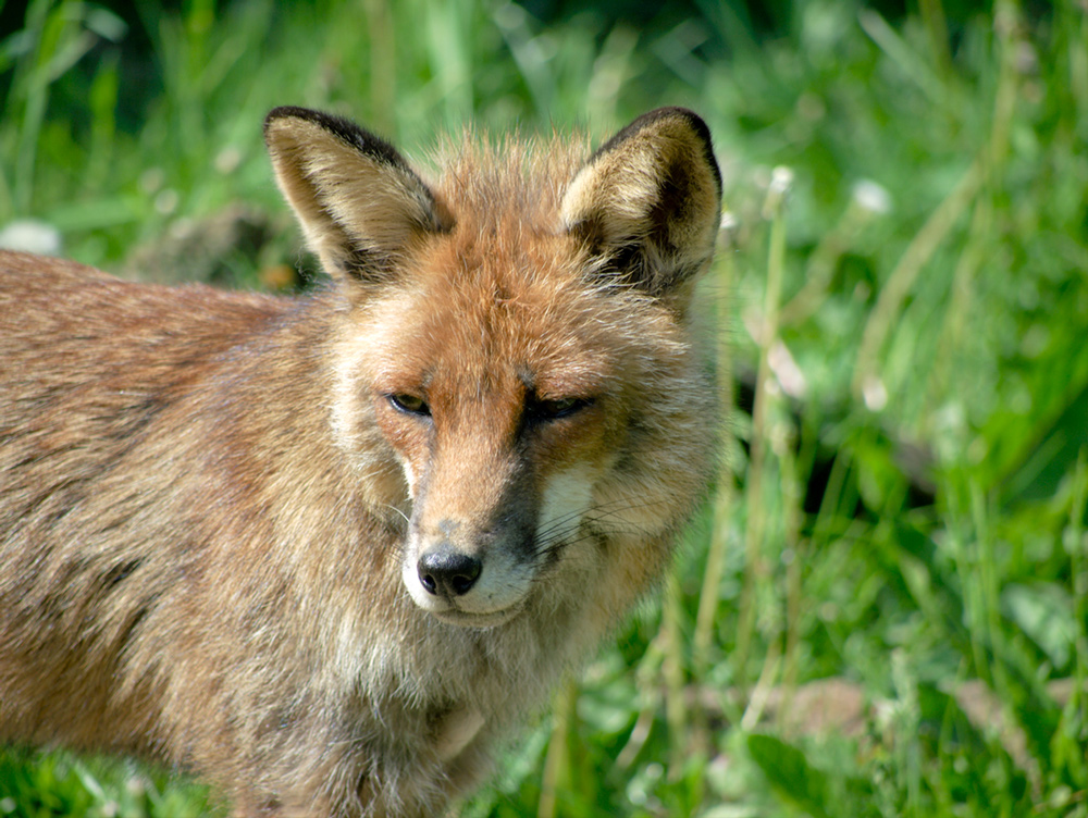 photo "Red Fox" tags: nature, wild animals