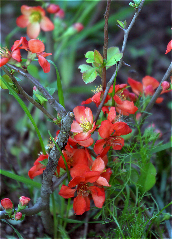 photo "Chaenomele s japonica - 2" tags: nature, flowers