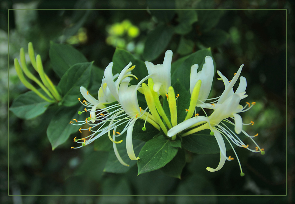 photo "Honeysuckle before bedtime" tags: nature, flowers