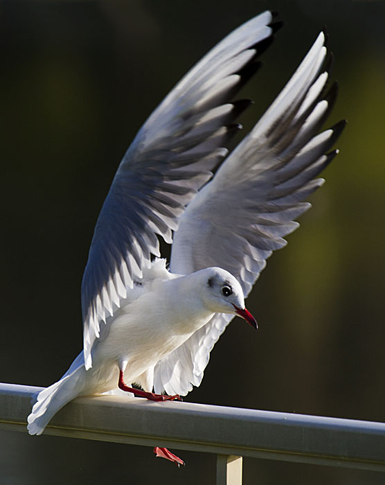 photo "Landing" tags: travel, nature, Asia, wild animals