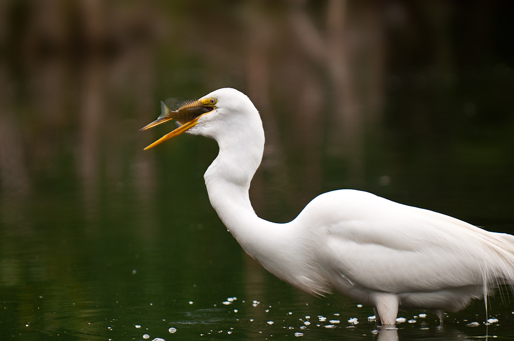 photo "***" tags: nature, wild animals