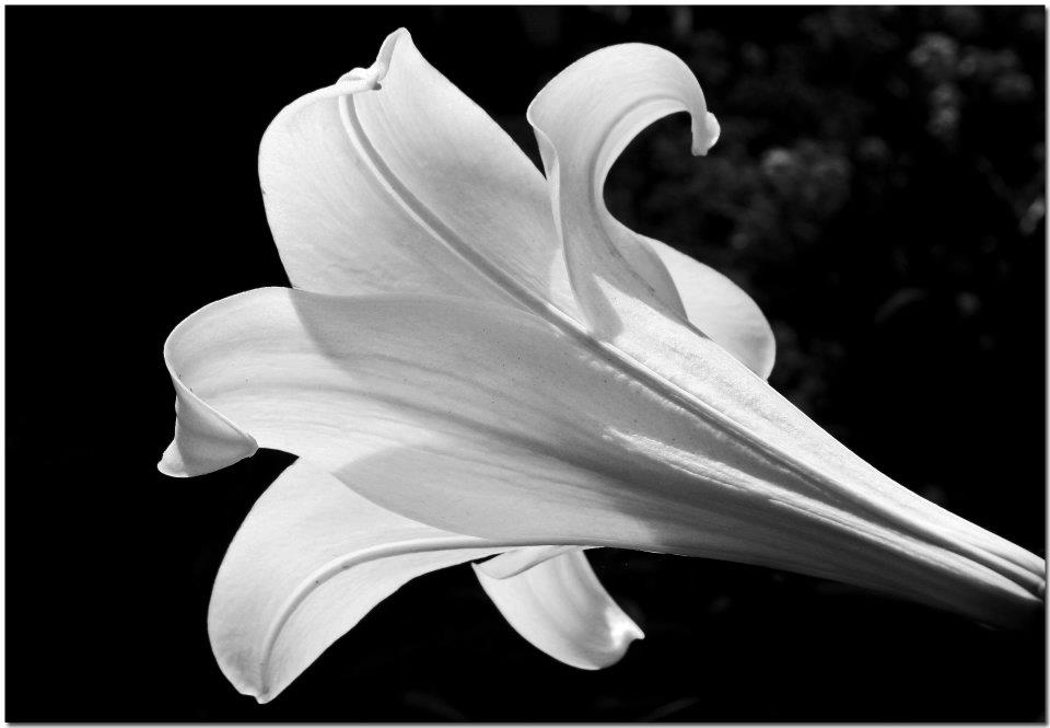 photo "***" tags: nature, black&white, flowers