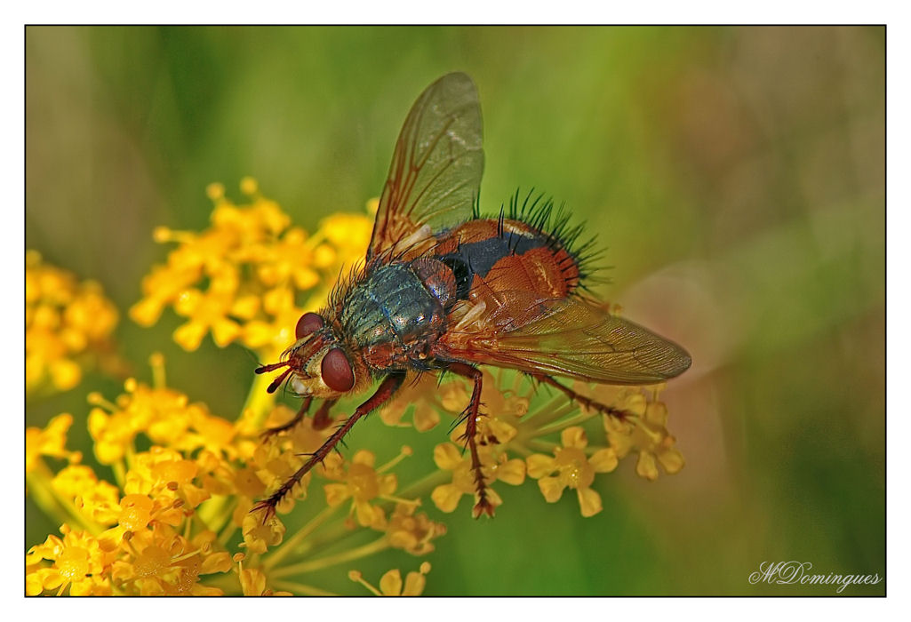 photo "***" tags: nature, macro and close-up, insect