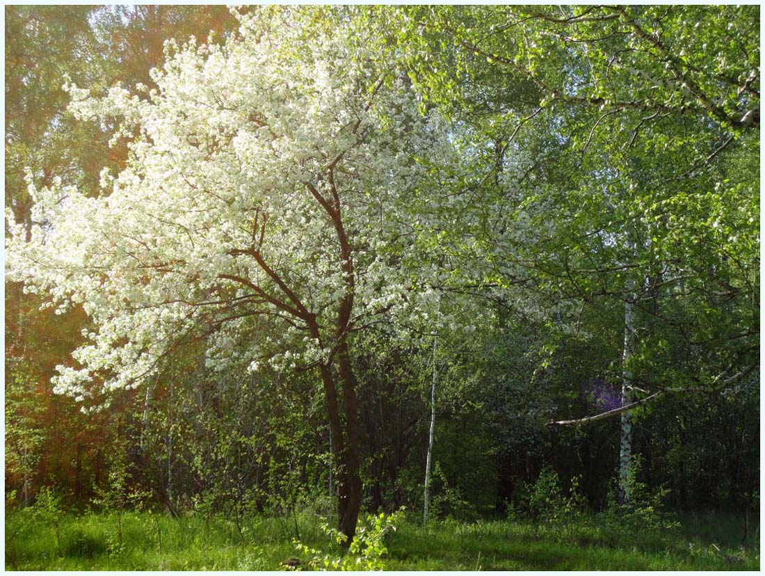 photo "***" tags: landscape, forest, spring