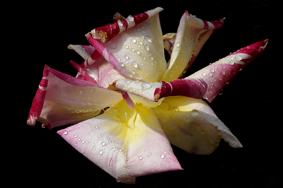 photo "***" tags: nature, flowers, rose, spring