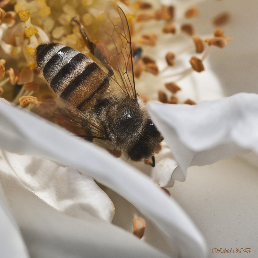 photo "Macro Bee" tags: macro and close-up, 