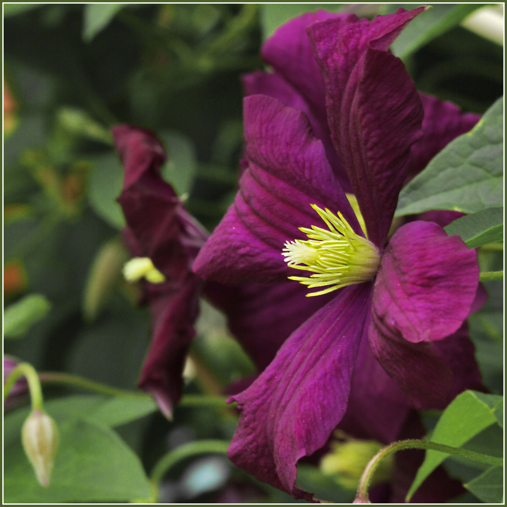 photo "Time of clematis" tags: nature, macro and close-up, flowers