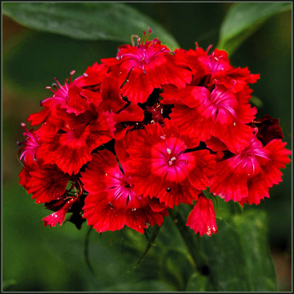 photo "The flower of the gods" tags: nature, macro and close-up, flowers