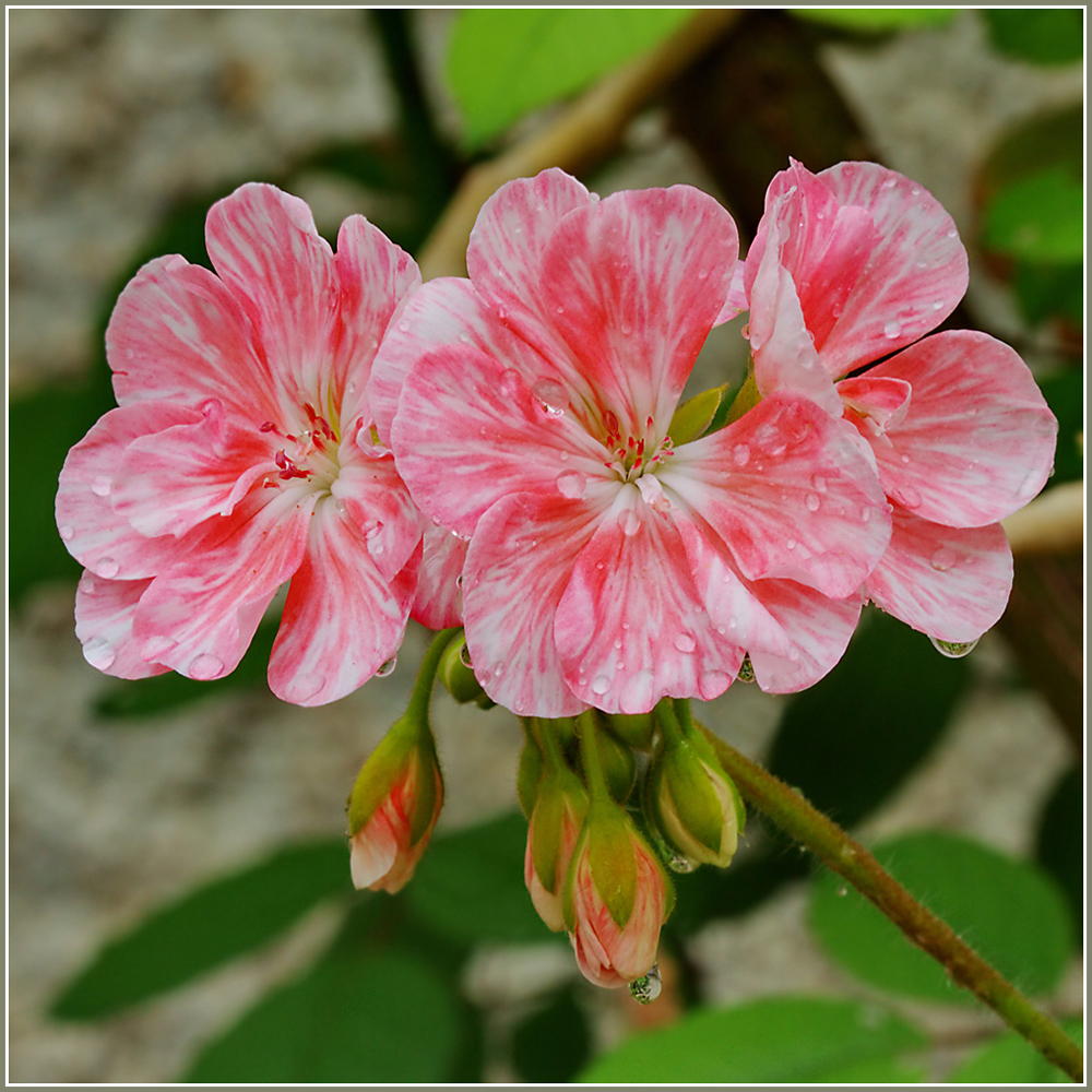 photo "Girlfriend" tags: nature, macro and close-up, flowers