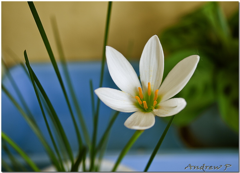 photo "***" tags: nature, flowers