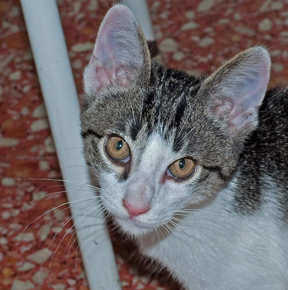 photo "Martha" tags: nature, macro and close-up, pets/farm animals