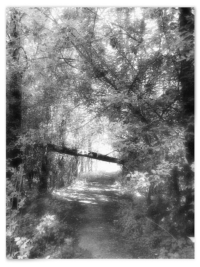 photo "***" tags: black&white, nature, 