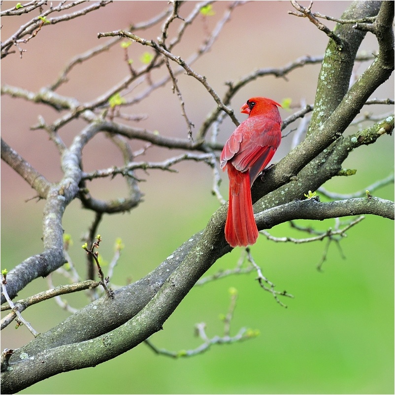 photo "Cardinal" tags: nature, wild animals