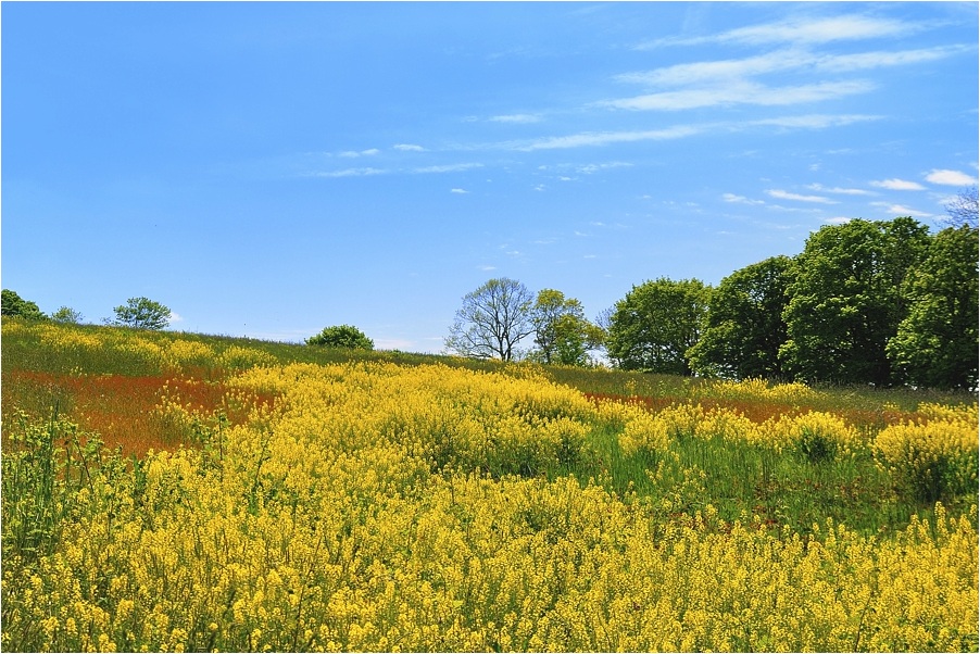 photo "***" tags: landscape, spring