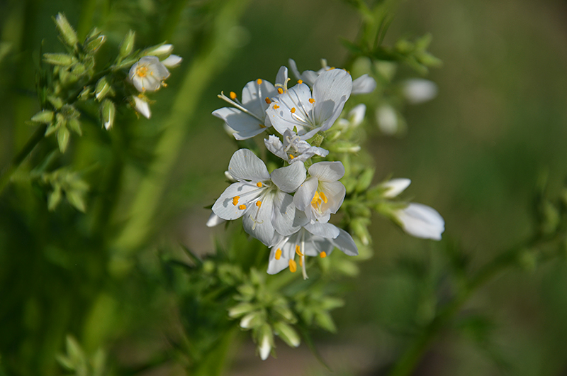 photo "***" tags: nature, flowers