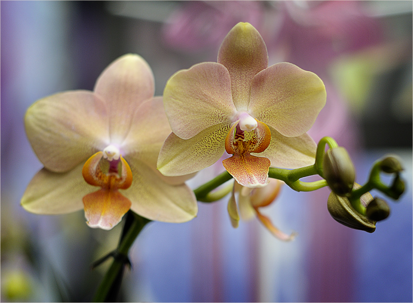 photo "***" tags: nature, flowers