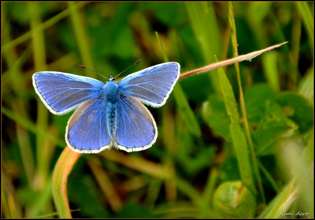 photo "Polyommatus thersites" tags: nature, insect