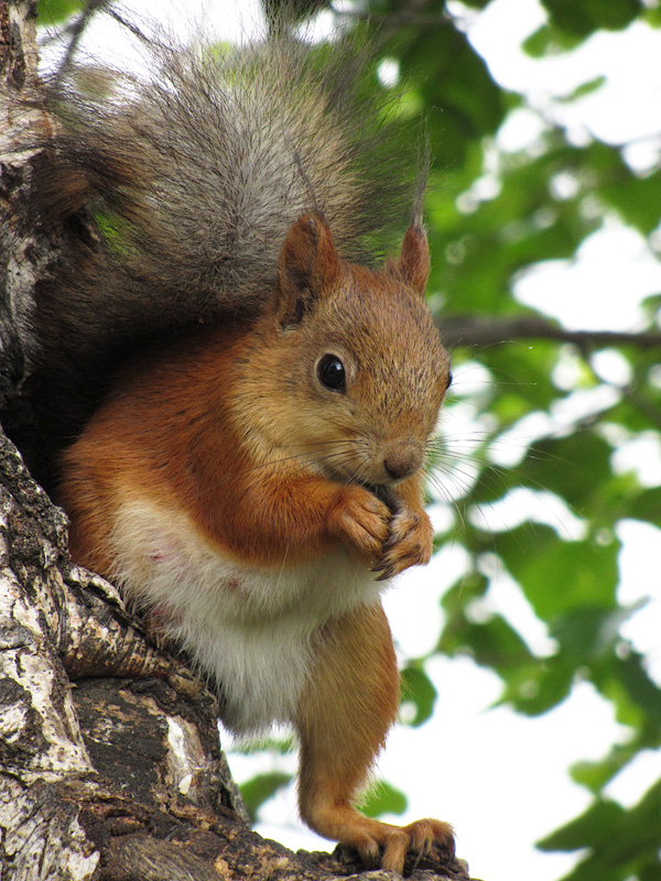 photo "***" tags: nature, wild animals