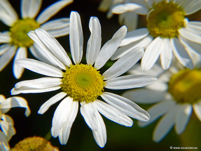 photo "***" tags: nature, flowers