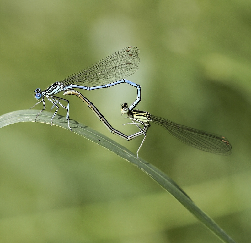 photo "***" tags: nature, insect