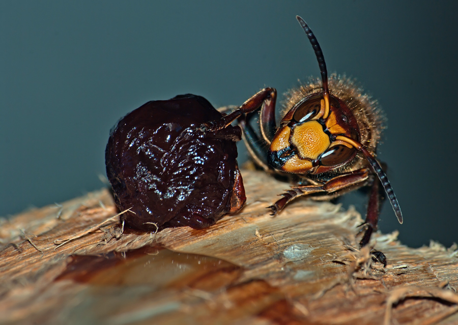 photo "***" tags: macro and close-up, nature, insect