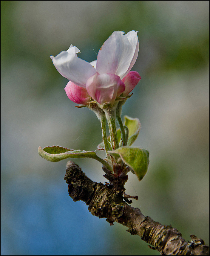 photo "* * *" tags: nature, flowers