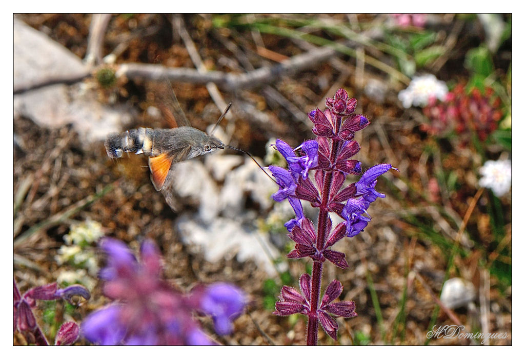 photo "Hawk moth" tags: nature, macro and close-up, insect