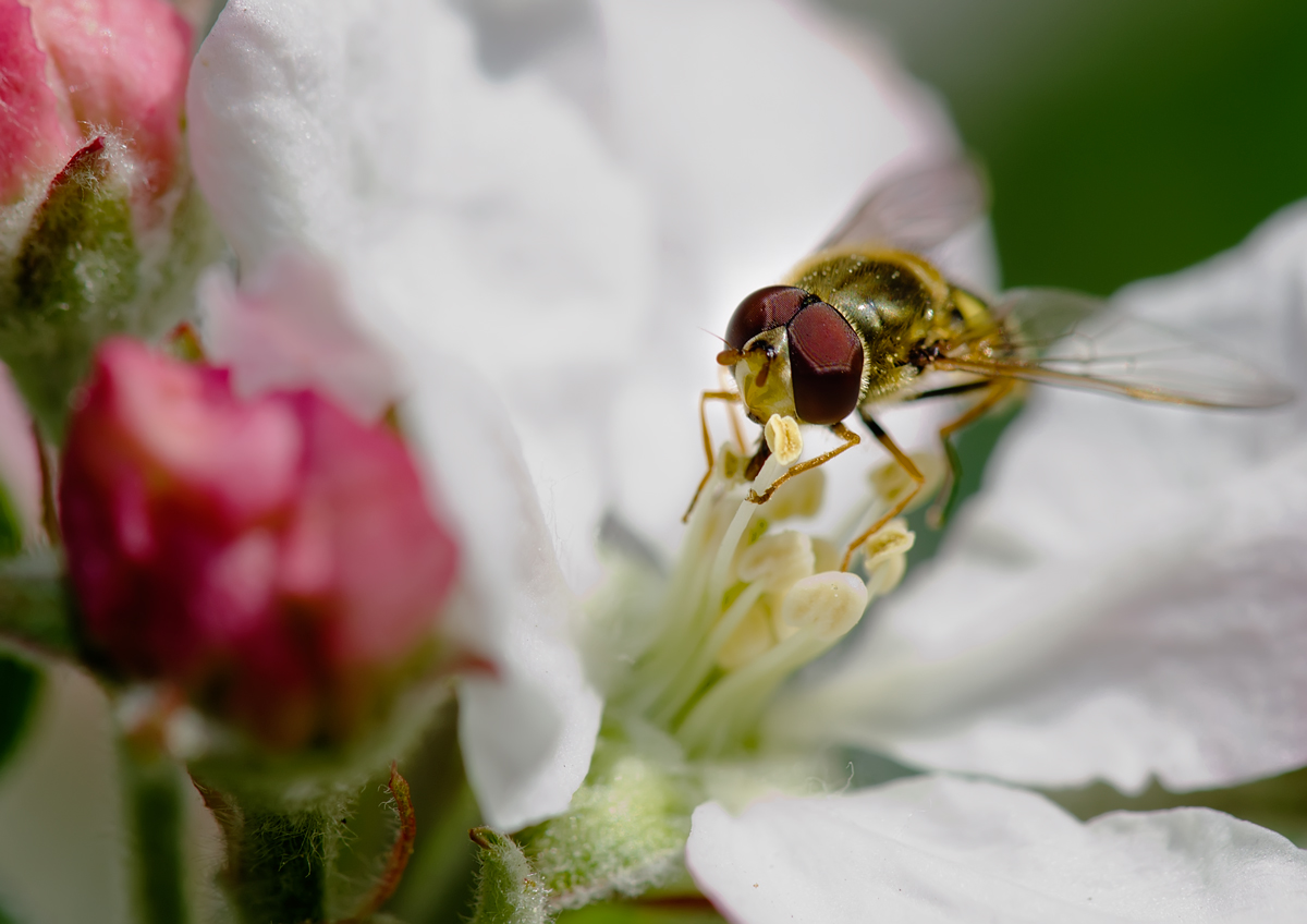 photo "***" tags: macro and close-up, nature, insect