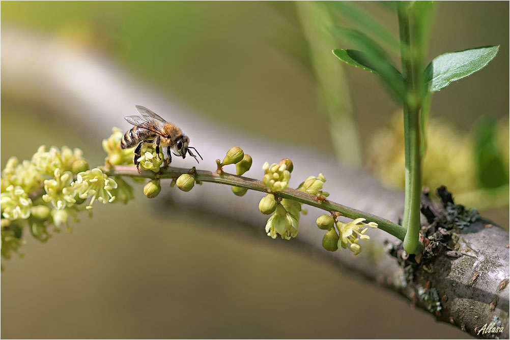 photo "***" tags: nature, flowers, insect