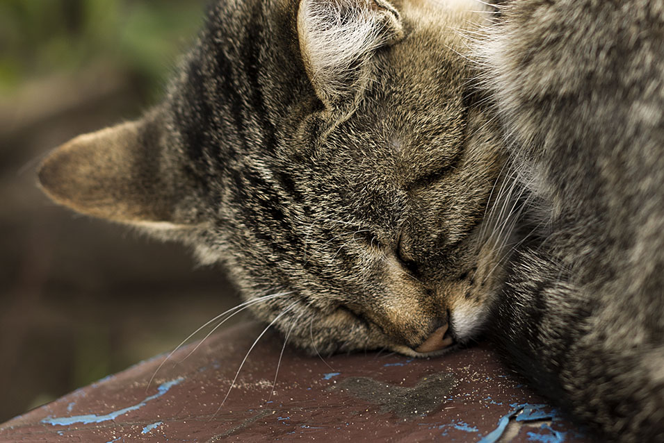 photo "warm dream" tags: nature, pets/farm animals