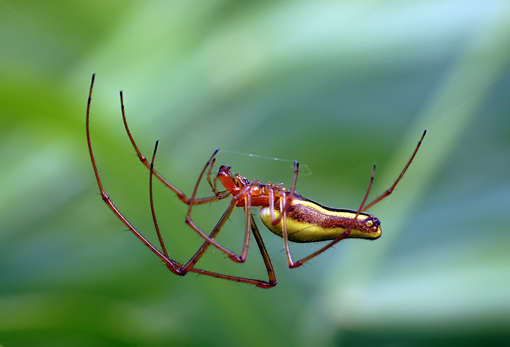 photo "паук,макро" tags: macro and close-up, nature, insect