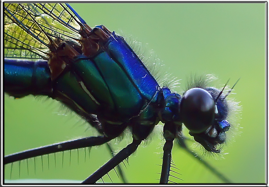 photo "стрекоза" tags: macro and close-up, portrait, 