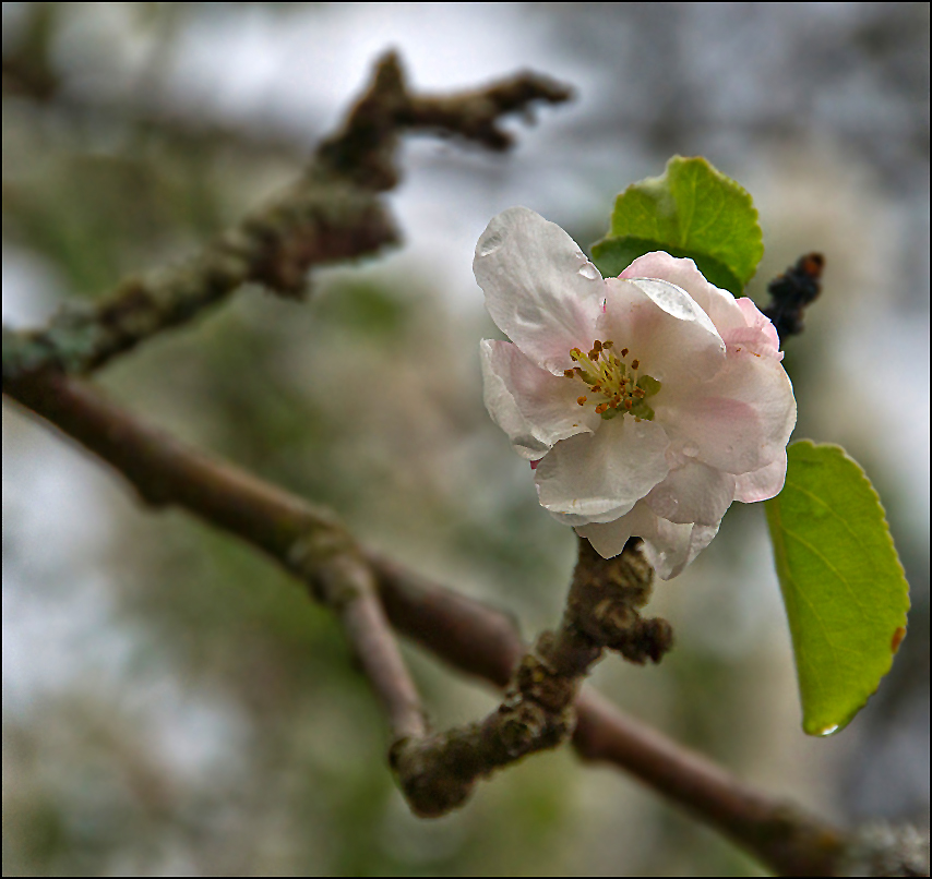 photo "In the old apple tree..." tags: nature, flowers