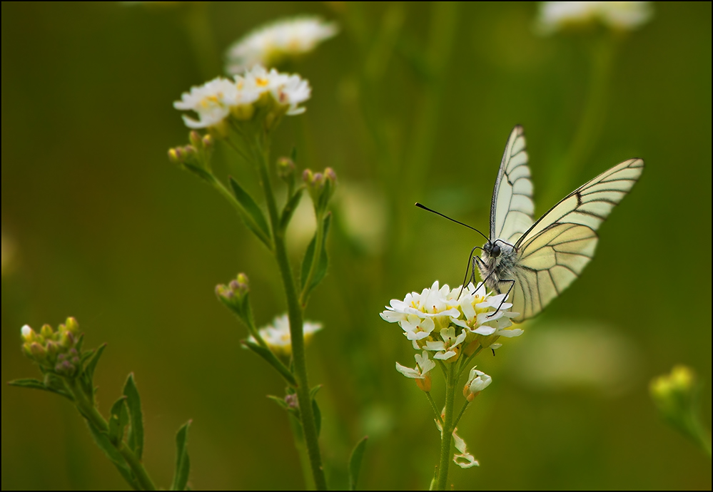 photo "***" tags: landscape, nature, insect, summer