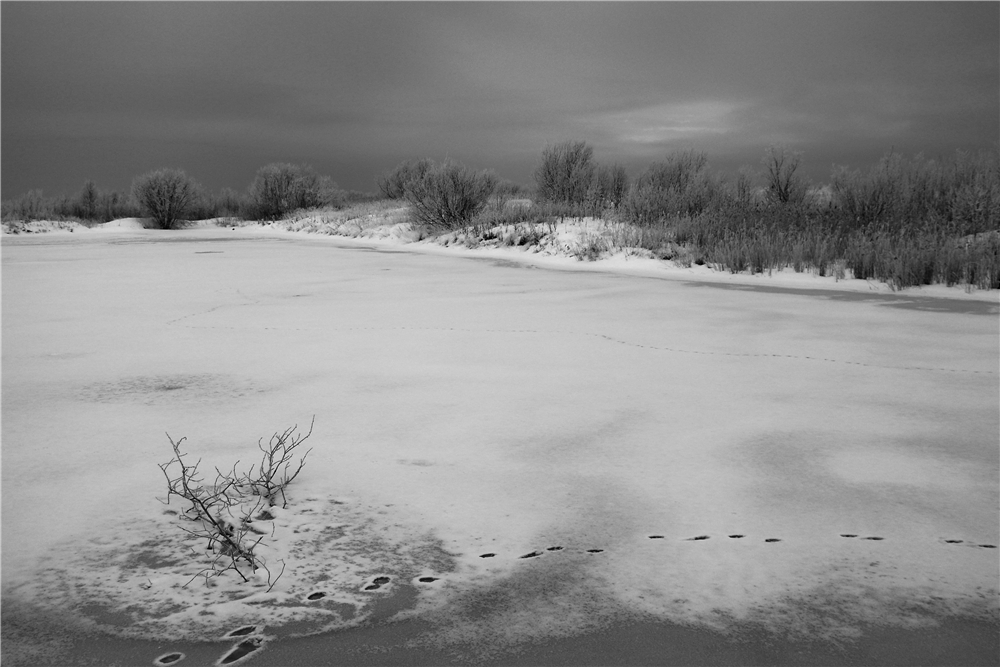 фото "Frozen pond" метки: пейзаж, черно-белые, 