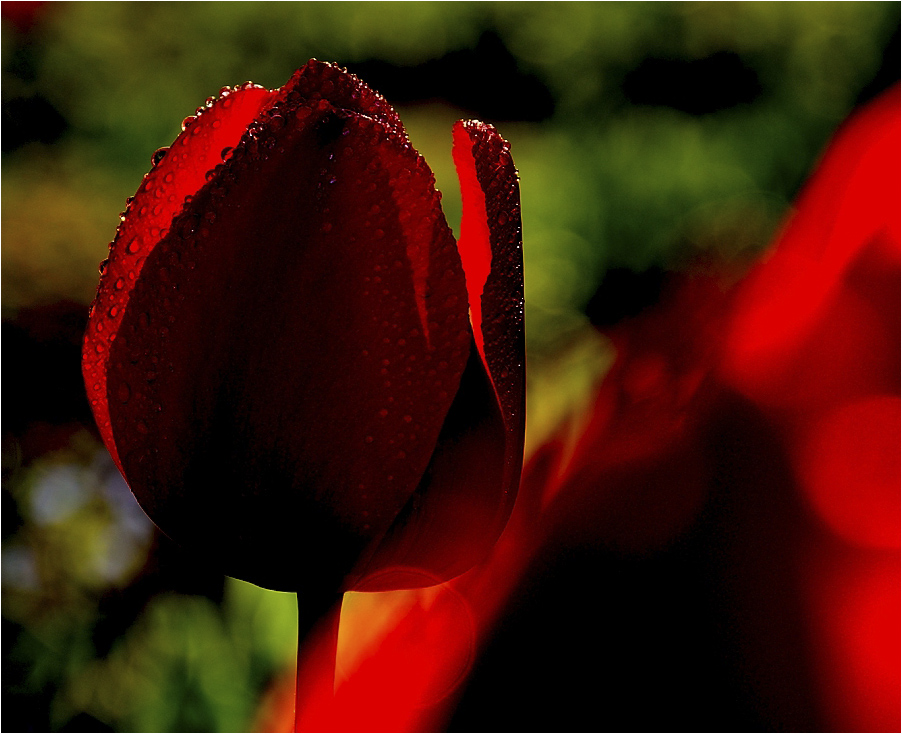 photo "after the rain ..." tags: nature, flowers